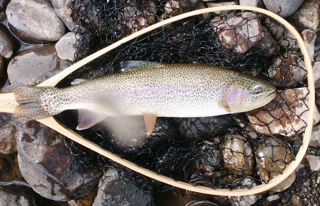 /i/Fishing Two/Brazos_Rainbow_2.jpg